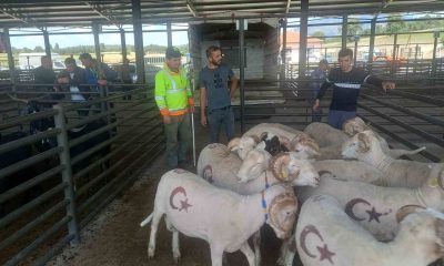 Gediz’de kurbanlık satışları başladı