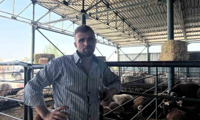 Kurbanlıklarını 13 saatlik yolculukla bin 138 kilometre uzaktan getirdi