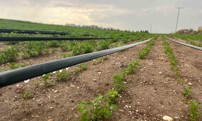 Yağışlar üreticinin yüzünü güldürse de yeraltı sularındaki seviye düşündürüyor
