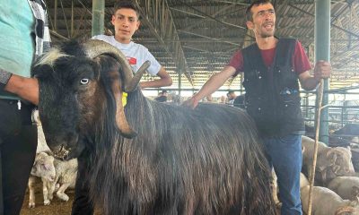 Haber olan ‘Karaoğlan’ yurt dışına satıldı