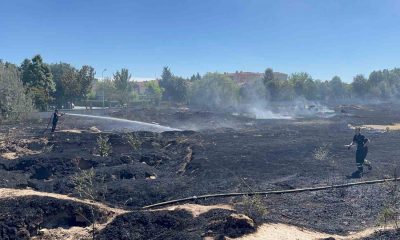 Köpek besleme alanındaki yangından etkilenen 3 kaplumbağa tedavi altına alındı