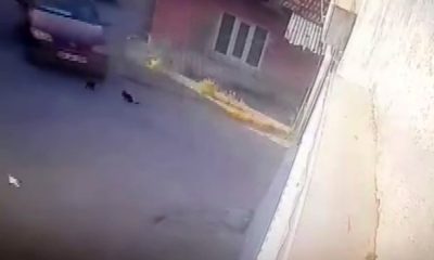 Otomobilin altında kalan yavru kediler öldü