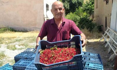 Hisarcık’ta vişne alımlarına başlandı