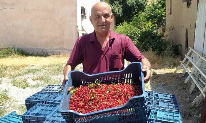 Hisarcık’ta vişne alımlarına başlandı