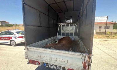 Jandarma kaçak kesildiği belirlenen büyükbaş hayvan ele geçirdi