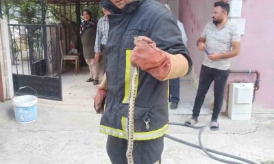 Eve giren yılanı itfaiye ekipleri yakaladı