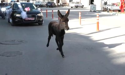 Bak şu sıpanın yaptığına: İki kilometrelik düğün konvoyuna en önde böyle eşlik etti