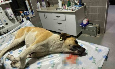 Köpeğe çarpıp kaçan sürücüye 7 bin 216 TL para cezası
