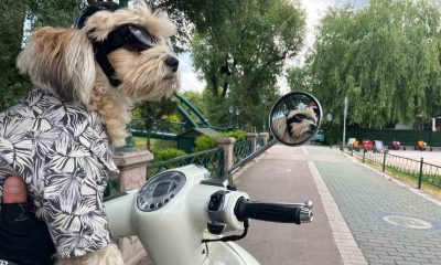 Motosiklet tutkunu ’Papi’ herkesin ilgi odağı oldu