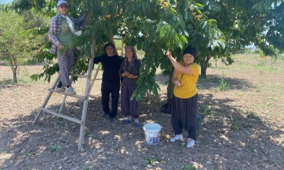 43 yıllık geçim kaynağı olan ’Napolyon’ cinsi kirazın hasadına başladı