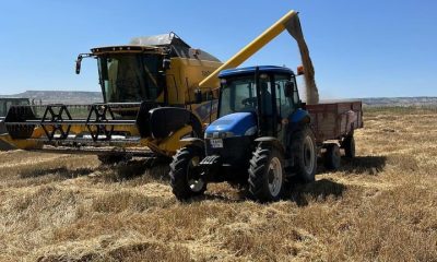 Verim yüz güldürdü, fiyat düşündürdü