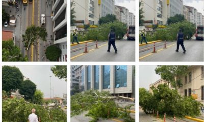 Ağaç dalı yaya ve araç trafiğinin ortasına düştü, facia kıl payı atlatıldı
