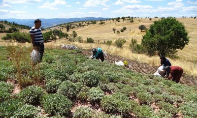 Kütahya’nın üretim merkezi olan Karsaban köyünde adaçayı hasadı başladı