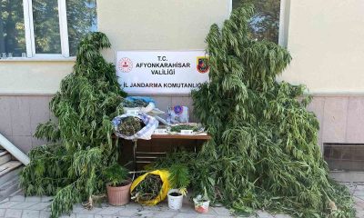 Ev ve arazilerine kenevir eken şahıslara jandarmadan operasyon