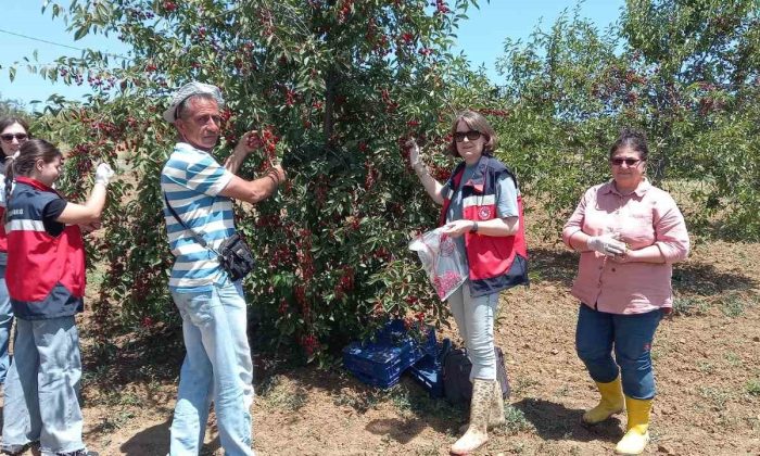 Kütahya’da kiraz ve vişne numunesi alımları