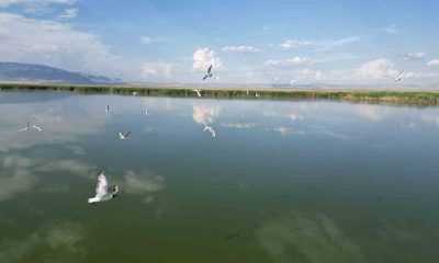 Eber Gölü’nde su seviyesinin azalması kuş türlerini olumsuz etkiledi