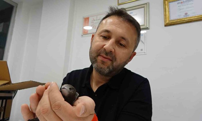 Tavşanlı’da bir iş yerine her yıl ebabil kuşu uğruyor