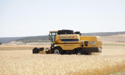 Kütahya’da yerli arpa çeşidi ’Ayrancı’nın hasadı yapıldı