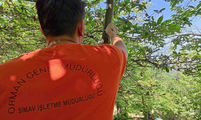 Simav’da kestane dal kanseri ile biyolojik mücadele