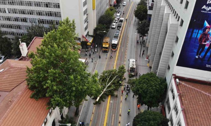 Ağaç dalı yaya ve araç trafiğinin ortasına düştü, facia kıl payı atlatıldı