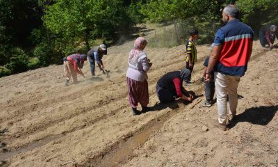Tavşanlı’da ’Ölmez otu’ fide teslimi ve dikim işleri yapıldı