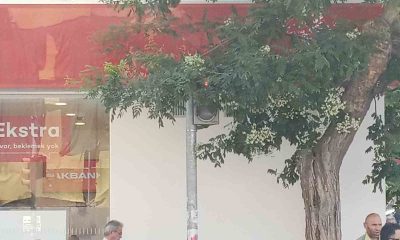 Uzayan ağaç dalları trafik lambasının önünü kapattı