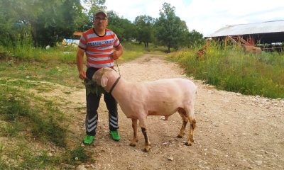 Hisarcık’taki üretici canlı ağırlığı 150 kilo gelen Merinolandschaf cinsi koç yetiştirdi