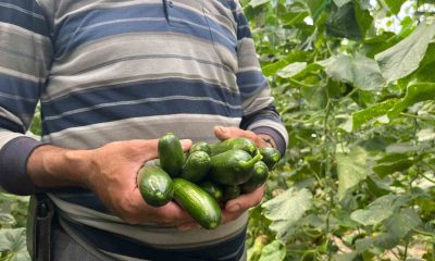 Eskişehir’de salatalık ve kabak fiyatları üreticiyi tatmin edecek seviyeye ulaştı