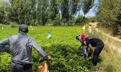 Emet’te üreticiler patates zararlıları ve gübreleme konularında bilgilendirildi