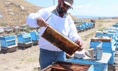 Yükselen hava sıcaklıkları bal üretiminde verimi düşürdü