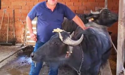 Kütahya’da köylere manda desteği