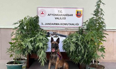 Kova içerisinde kenevir yetiştiren 2 şahsa jandarmadan operasyon