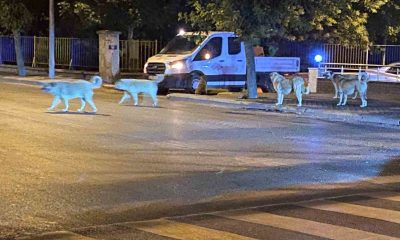 Sürü halinde gezen sokak hayvanları endişeye neden oluyor