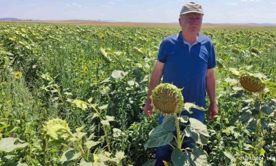 Eskişehir’de devlet destekli ayçiçeği üretiminden çok yüksek verim bekleniyor