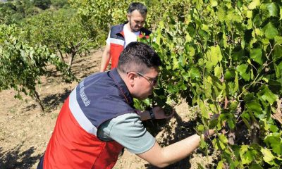 Emet’te üreticiler Antep fıstığı ve üzüm hastalık ve zararlıları konusunda bilgilendirildi