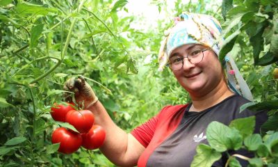 Bilecik’te çiftçi pembe domates fiyatından memnun değil