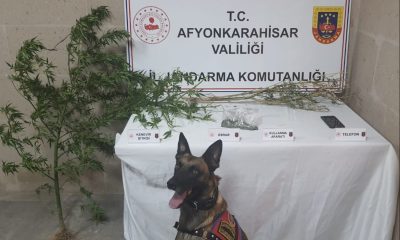 Jandarmadan uyuşturucuya geçit yok