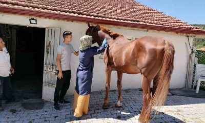 Tavşanlı’da atlarda sağlık taraması ve çip uygulaması