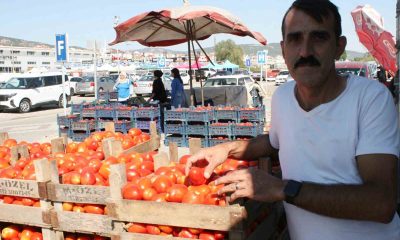 (ÖZEL) Salçalık domatesler görücüye çıktı