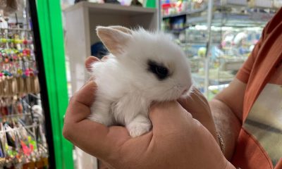 Pet shop’lardan alınan hayvanlar geri getiriliyor