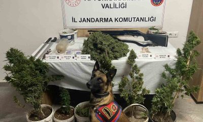 Jandarmadan uyuşturucu operasyonu:6 gözaltı