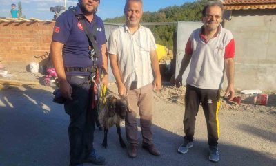 Yamaca sıkışan keçi AFAD ekiplerince kurtarıldı