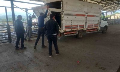 Gediz’de hayvan pazarı kontrollü olarak açıldı