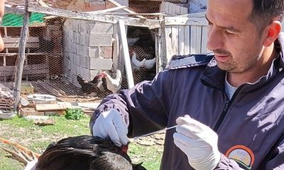 Sağlıklı yumurta üretimi çalışmaları devam ediyor