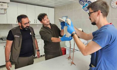 Kütahya’da göç yolunda bitkin düşen leylek tedavi altına alındı
