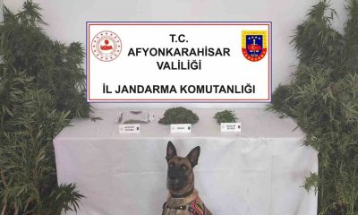 Jandarma eve yaptığı baskında 307 gram esrar ile 24 kök kenevir ele geçirdi