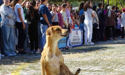 Hisarcık’ta İlköğretim Haftası kutlamalarında sevimli köpek ilgi odağı oldu