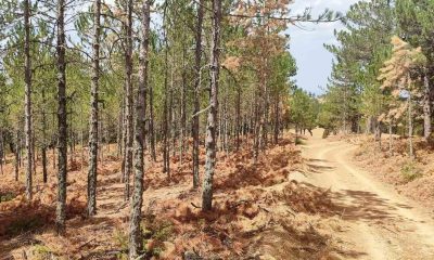 Emet’te 82 hektar orman alanında ilk aralama çalışmaları tamamlandı