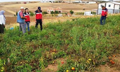 Kütahya’da TAKE projelerinden domates ve biber üretim alanları denetlendi