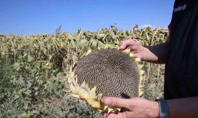 Bu yıl ayçiçeği hasadı için çiftçilerin umudu yüksek